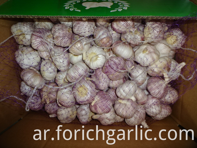 Fresh Regular Garlic Crop 2019